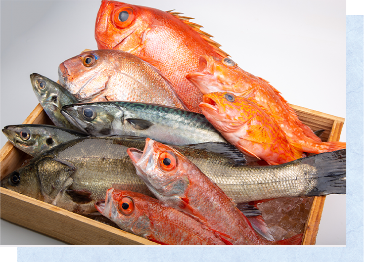 季節の魚のご紹介